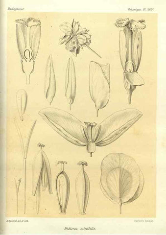 Reproducción/Reproduction 49786345232: Histoire physique, naturelle, et politique de Madagascar. Paris :Impr. nationale,1885-. 