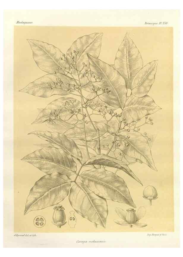 Reproducción/Reproduction 49785408743: Histoire physique, naturelle, et politique de Madagascar. Paris :Impr. nationale,1885-. 