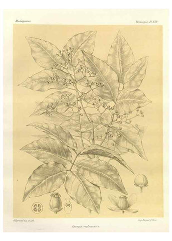 Reproducción/Reproduction 49785408743: Histoire physique, naturelle, et politique de Madagascar. Paris :Impr. nationale,1885-. 