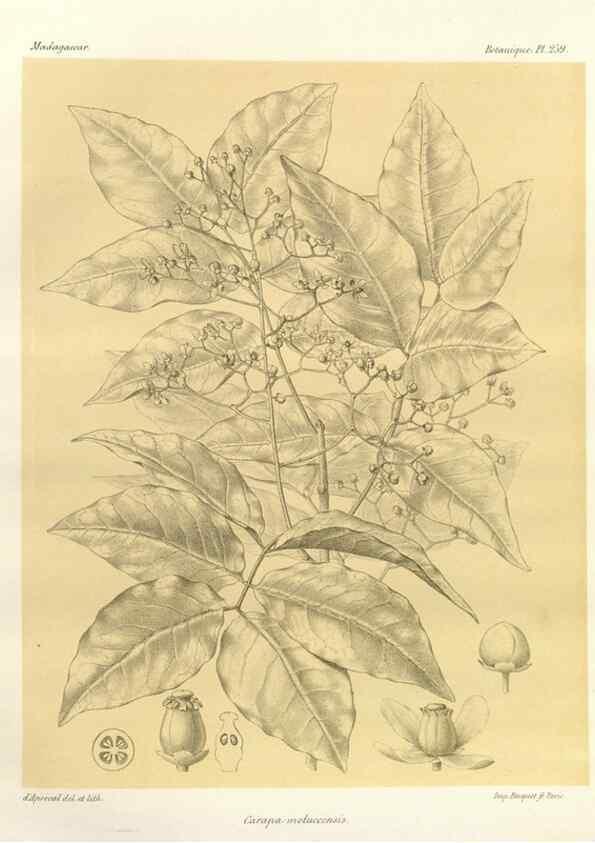Reproducción/Reproduction 49785408743: Histoire physique, naturelle, et politique de Madagascar. Paris :Impr. nationale,1885-. 