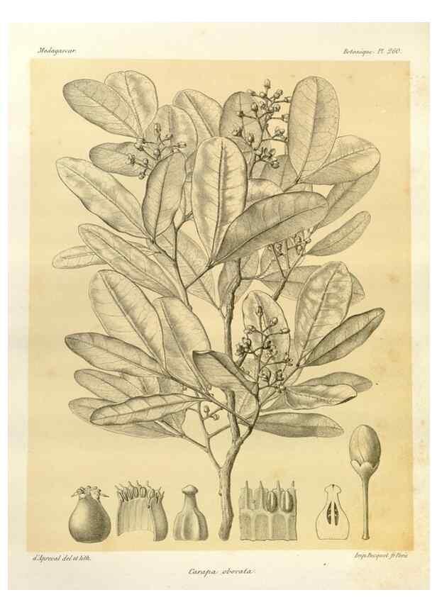 Reproducción/Reproduction 49785946356: Histoire physique, naturelle, et politique de Madagascar. Paris :Impr. nationale,1885-. 