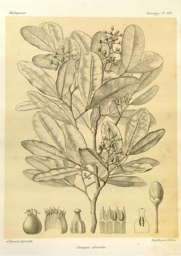 Reproducción/Reproduction 49785946356: Histoire physique, naturelle, et politique de Madagascar. Paris :Impr. nationale,1885-. 