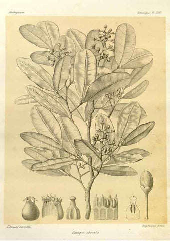 Reproducción/Reproduction 49785946356: Histoire physique, naturelle, et politique de Madagascar. Paris :Impr. nationale,1885-. 