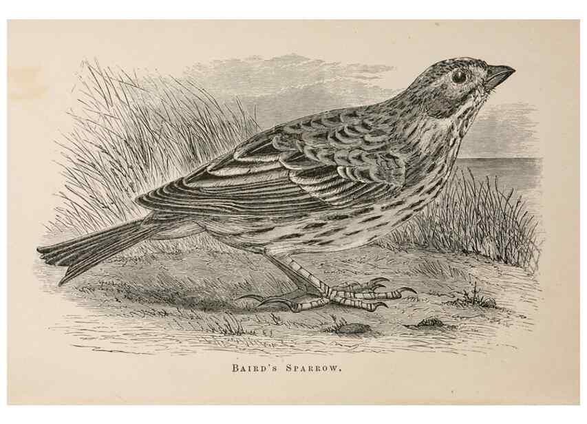 Reproducción/Reproduction 49785465843: The naturalist's guide in collecting and preserving objects of natural history,. Boston,Fields, Osgood & co.,1870.. 