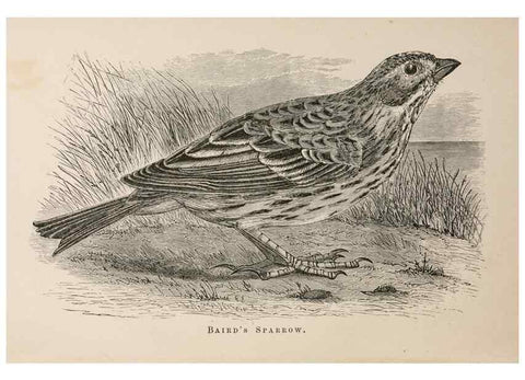 Reproducción/Reproduction 49785465843: The naturalist's guide in collecting and preserving objects of natural history,. Boston,Fields, Osgood & co.,1870.. 
