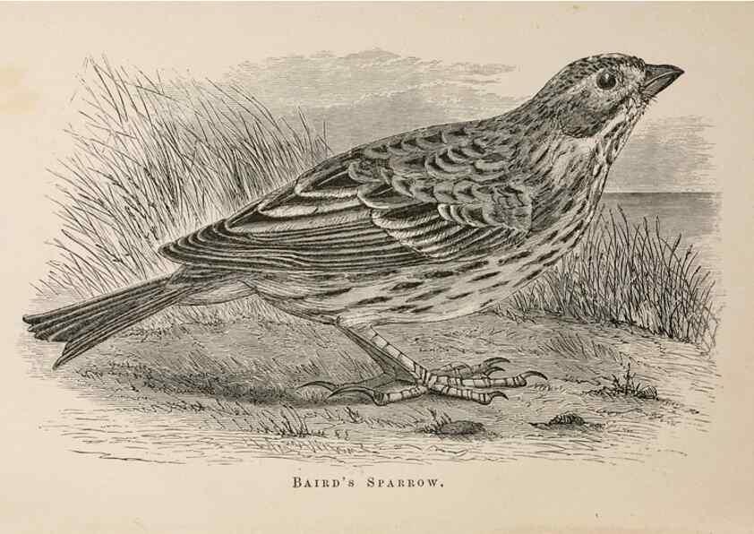 Reproducción/Reproduction 49785465843: The naturalist's guide in collecting and preserving objects of natural history,. Boston,Fields, Osgood & co.,1870.. 