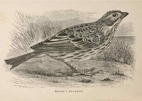 Reproducción/Reproduction 49785465843: The naturalist's guide in collecting and preserving objects of natural history,. Boston,Fields, Osgood & co.,1870.. 