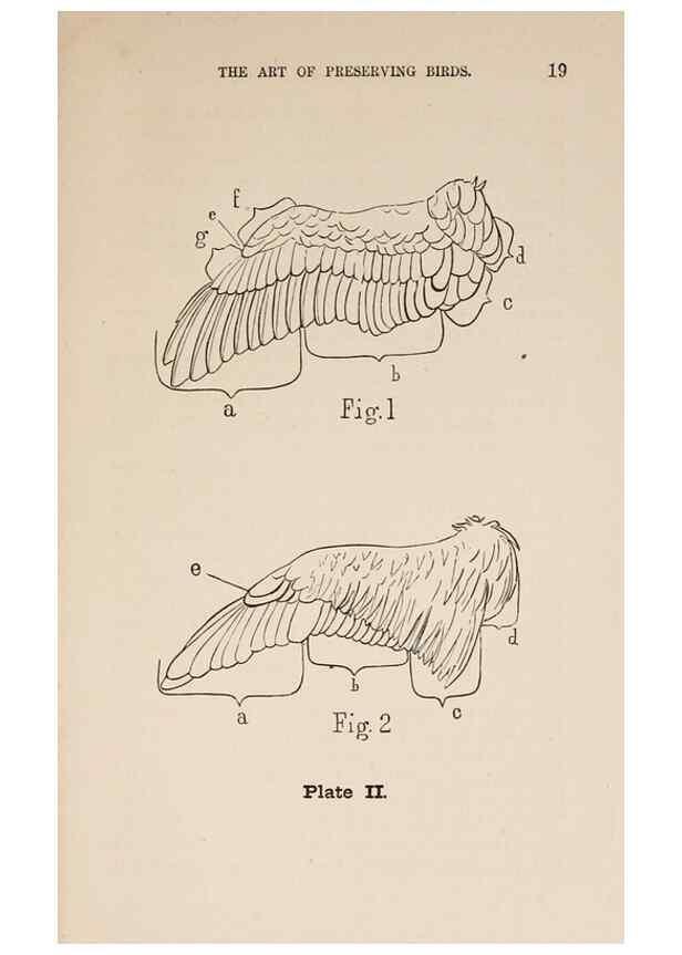 Reproducción/Reproduction 49786004136: The naturalist's guide in collecting and preserving objects of natural history,. Boston,Fields, Osgood & co.,1870.. 