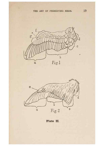 Reproducción/Reproduction 49786004136: The naturalist's guide in collecting and preserving objects of natural history,. Boston,Fields, Osgood & co.,1870.. 