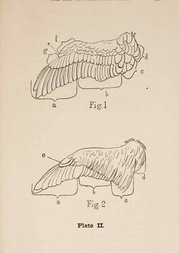 Reproducción/Reproduction 49786004136: The naturalist's guide in collecting and preserving objects of natural history,. Boston,Fields, Osgood & co.,1870.. 