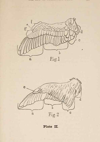 Reproducción/Reproduction 49786004136: The naturalist's guide in collecting and preserving objects of natural history,. Boston,Fields, Osgood & co.,1870.. 