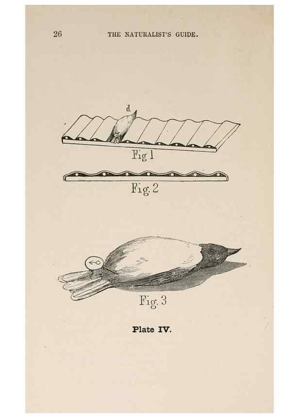 Reproducción/Reproduction 49786325317: The naturalist's guide in collecting and preserving objects of natural history,. Boston,Fields, Osgood & co.,1870.. 