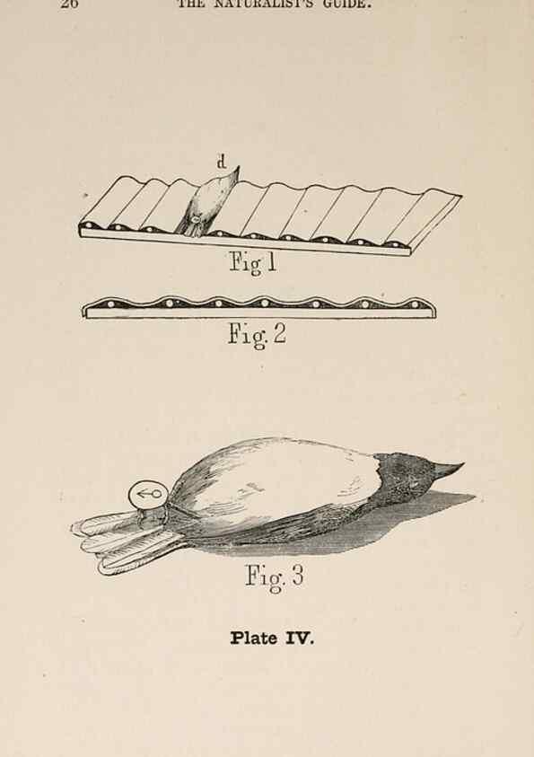 Reproducción/Reproduction 49786325317: The naturalist's guide in collecting and preserving objects of natural history,. Boston,Fields, Osgood & co.,1870.. 