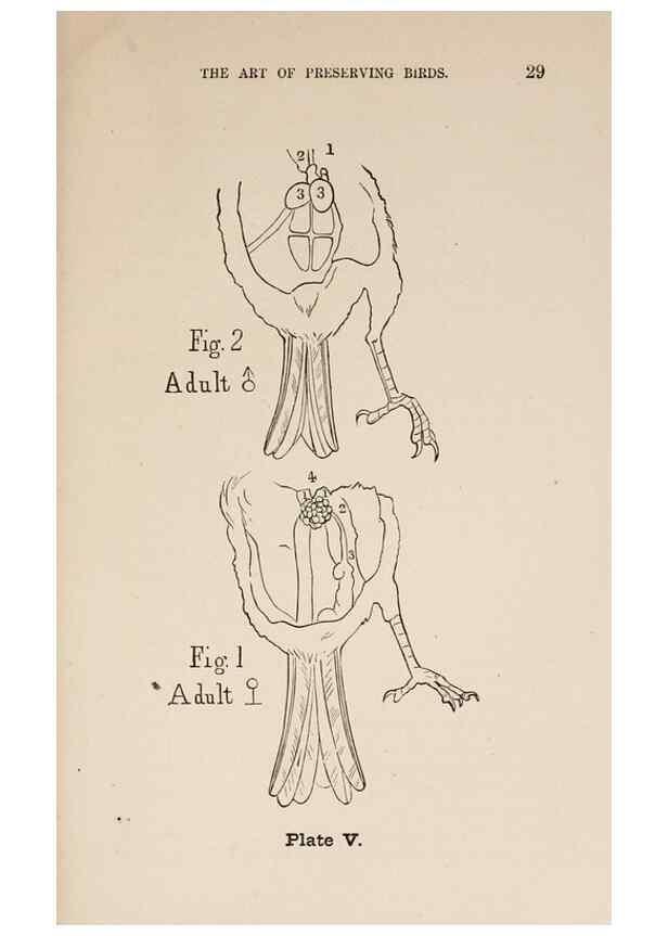 Reproducción/Reproduction 49785467493: The naturalist's guide in collecting and preserving objects of natural history,. Boston,Fields, Osgood & co.,1870.. 