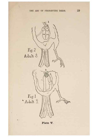 Reproducción/Reproduction 49785467493: The naturalist's guide in collecting and preserving objects of natural history,. Boston,Fields, Osgood & co.,1870.. 