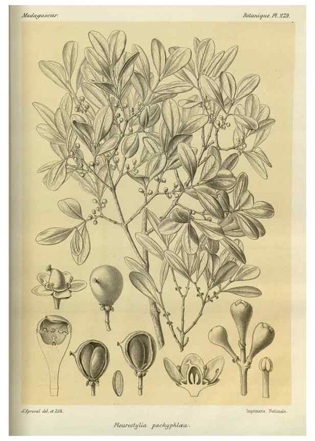 Reproducción/Reproduction 49785493248: Histoire physique, naturelle, et politique de Madagascar. Paris :Impr. nationale,1885-. 
