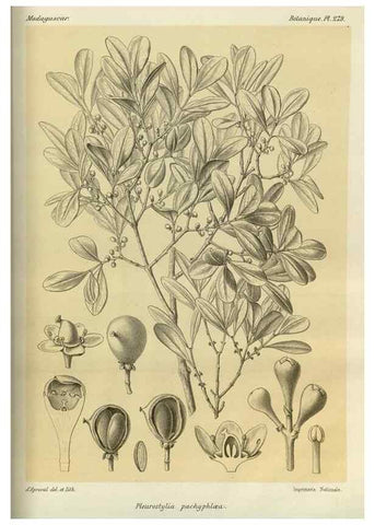 Reproducción/Reproduction 49785493248: Histoire physique, naturelle, et politique de Madagascar. Paris :Impr. nationale,1885-. 