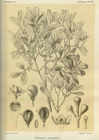 Reproducción/Reproduction 49785493248: Histoire physique, naturelle, et politique de Madagascar. Paris :Impr. nationale,1885-. 