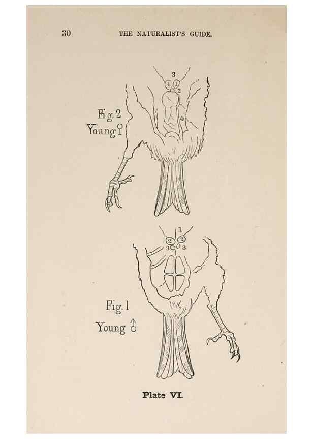Reproducción/Reproduction 49786326022: The naturalist's guide in collecting and preserving objects of natural history,. Boston,Fields, Osgood & co.,1870.. 