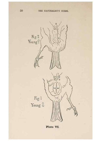 Reproducción/Reproduction 49786326022: The naturalist's guide in collecting and preserving objects of natural history,. Boston,Fields, Osgood & co.,1870.. 