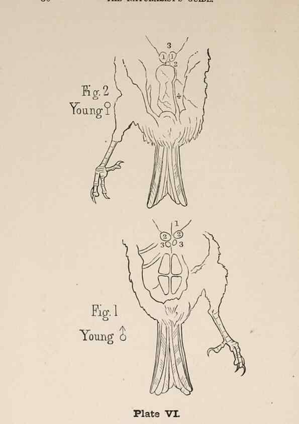 Reproducción/Reproduction 49786326022: The naturalist's guide in collecting and preserving objects of natural history,. Boston,Fields, Osgood & co.,1870.. 