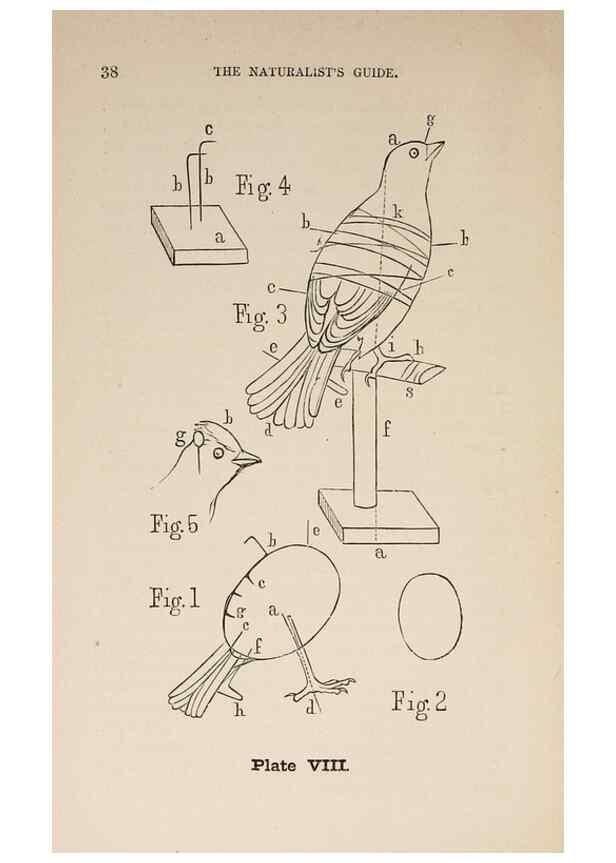 Reproducción/Reproduction 49786326797: The naturalist's guide in collecting and preserving objects of natural history,. Boston,Fields, Osgood & co.,1870.. 