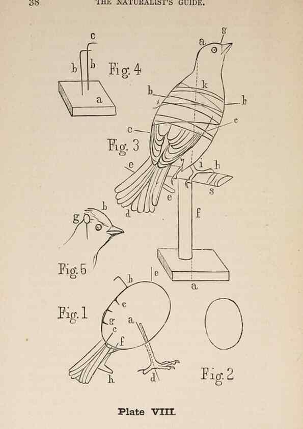 Reproducción/Reproduction 49786326797: The naturalist's guide in collecting and preserving objects of natural history,. Boston,Fields, Osgood & co.,1870.. 