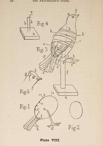 Reproducción/Reproduction 49786326797: The naturalist's guide in collecting and preserving objects of natural history,. Boston,Fields, Osgood & co.,1870.. 