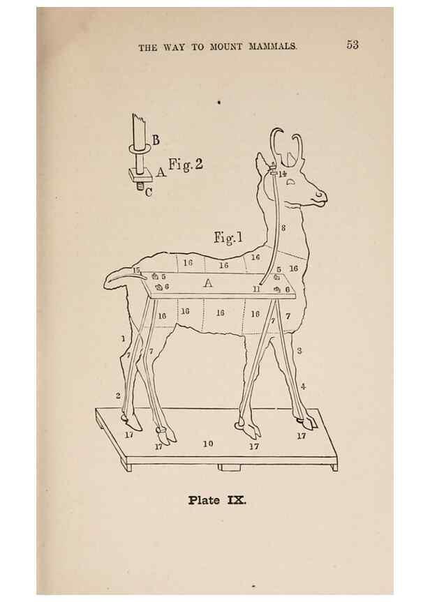 Reproducción/Reproduction 49786006531: The naturalist's guide in collecting and preserving objects of natural history,. Boston,Fields, Osgood & co.,1870.. 