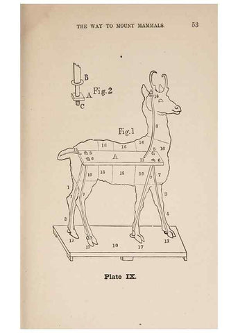 Reproducción/Reproduction 49786006531: The naturalist's guide in collecting and preserving objects of natural history,. Boston,Fields, Osgood & co.,1870.. 