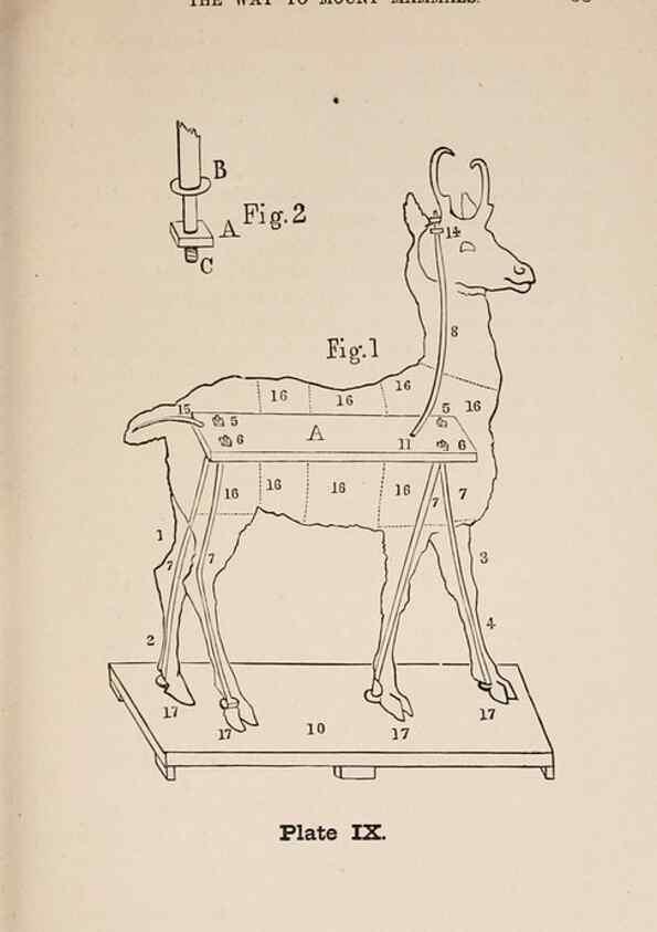 Reproducción/Reproduction 49786006531: The naturalist's guide in collecting and preserving objects of natural history,. Boston,Fields, Osgood & co.,1870.. 