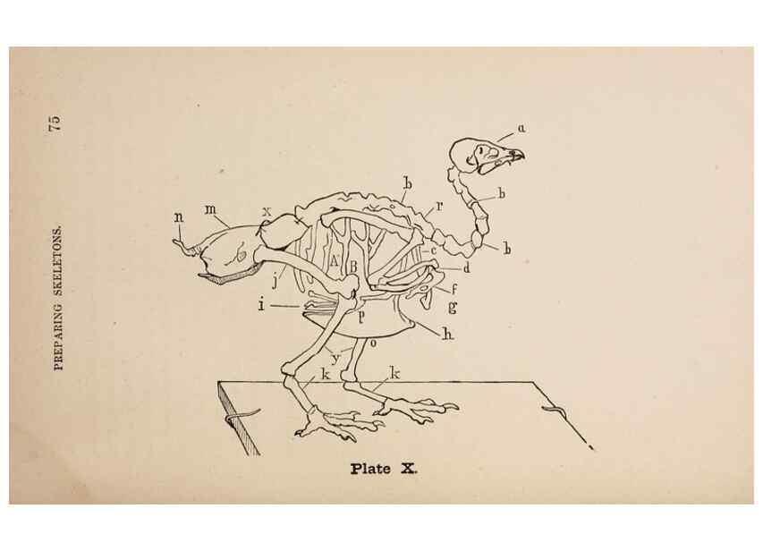 Reproducción/Reproduction 49786327647: The naturalist's guide in collecting and preserving objects of natural history,. Boston,Fields, Osgood & co.,1870.. 