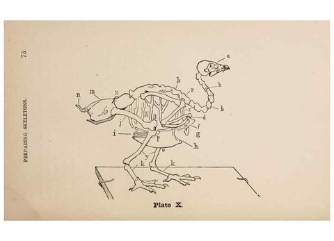 Reproducción/Reproduction 49786327647: The naturalist's guide in collecting and preserving objects of natural history,. Boston,Fields, Osgood & co.,1870.. 