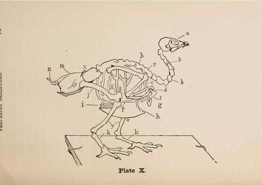 Reproducción/Reproduction 49786327647: The naturalist's guide in collecting and preserving objects of natural history,. Boston,Fields, Osgood & co.,1870.. 