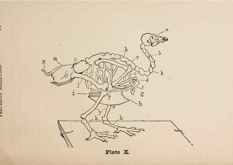 Reproducción/Reproduction 49786327647: The naturalist's guide in collecting and preserving objects of natural history,. Boston,Fields, Osgood & co.,1870.. 