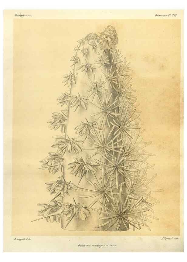 Reproducción/Reproduction 49786343997: Histoire physique, naturelle, et politique de Madagascar. Paris :Impr. nationale,1885-. 