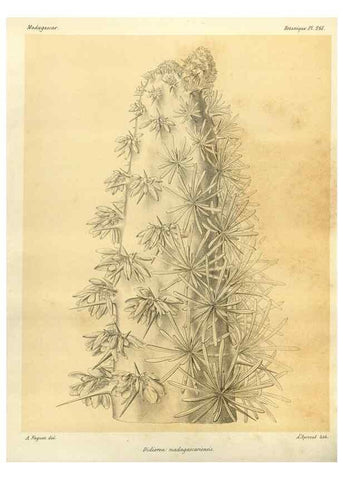 Reproducción/Reproduction 49786343997: Histoire physique, naturelle, et politique de Madagascar. Paris :Impr. nationale,1885-. 