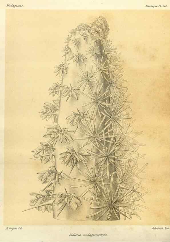 Reproducción/Reproduction 49786343997: Histoire physique, naturelle, et politique de Madagascar. Paris :Impr. nationale,1885-. 