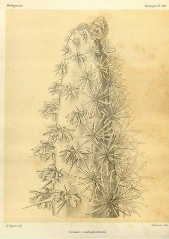 Reproducción/Reproduction 49786343997: Histoire physique, naturelle, et politique de Madagascar. Paris :Impr. nationale,1885-. 