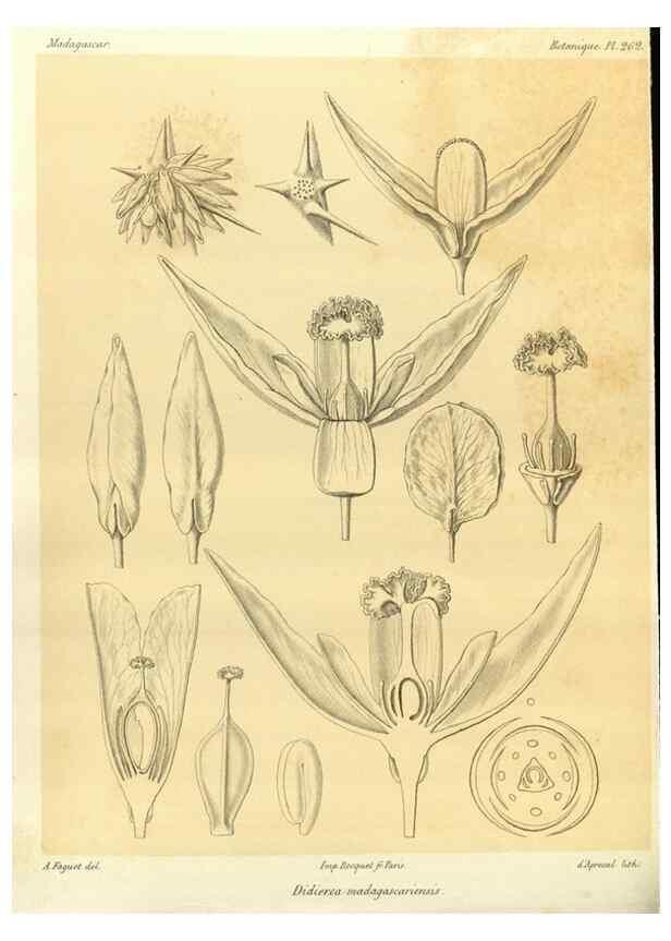 Reproducción/Reproduction 49785486203: Histoire physique, naturelle, et politique de Madagascar. Paris :Impr. nationale,1885-. 