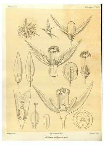 Reproducción/Reproduction 49785486203: Histoire physique, naturelle, et politique de Madagascar. Paris :Impr. nationale,1885-. 