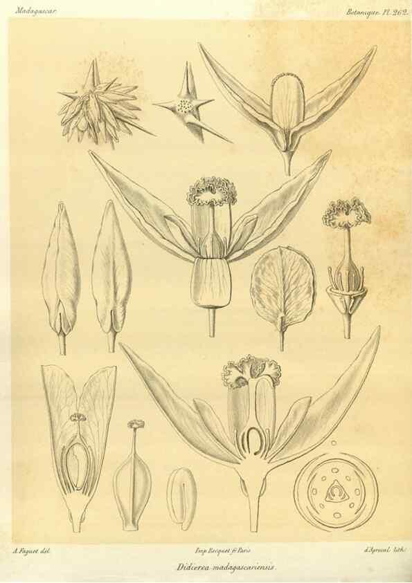 Reproducción/Reproduction 49785486203: Histoire physique, naturelle, et politique de Madagascar. Paris :Impr. nationale,1885-. 