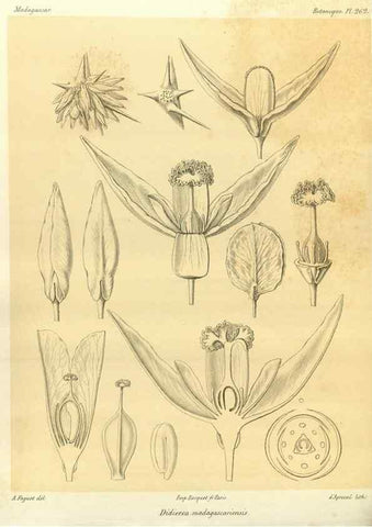 Reproducción/Reproduction 49785486203: Histoire physique, naturelle, et politique de Madagascar. Paris :Impr. nationale,1885-. 