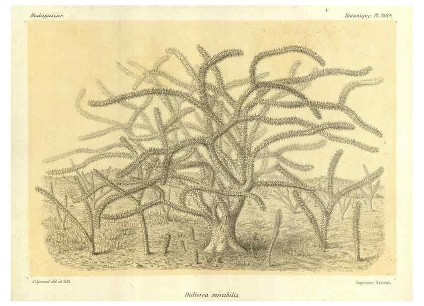 Reproducción/Reproduction 49786024476: Histoire physique, naturelle, et politique de Madagascar. Paris :Impr. nationale,1885-. 