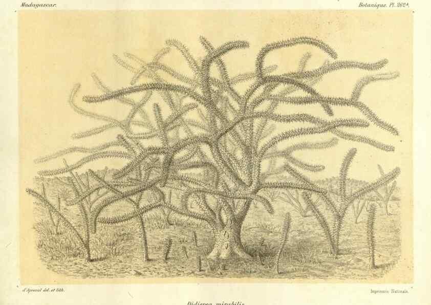 Reproducción/Reproduction 49786024476: Histoire physique, naturelle, et politique de Madagascar. Paris :Impr. nationale,1885-. 