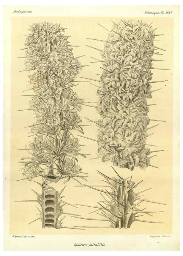 Reproducción/Reproduction 49785486973: Histoire physique, naturelle, et politique de Madagascar. Paris :Impr. nationale,1885-. 