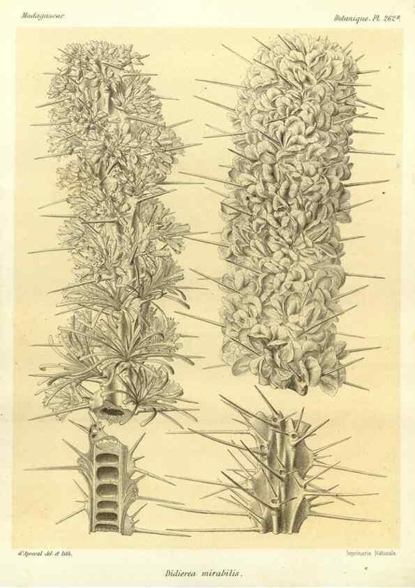 Reproducción/Reproduction 49785486973: Histoire physique, naturelle, et politique de Madagascar. Paris :Impr. nationale,1885-. 