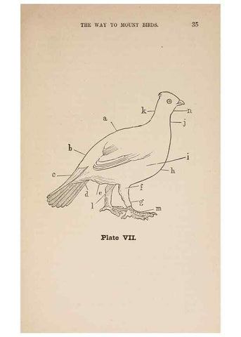 Reproducción/Reproduction 49786326372: The naturalist's guide in collecting and preserving objects of natural history,. Boston,Fields, Osgood & co.,1870.. 