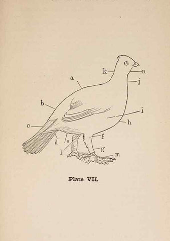 Reproducción/Reproduction 49786326372: The naturalist's guide in collecting and preserving objects of natural history,. Boston,Fields, Osgood & co.,1870.. 