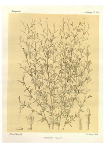 Reproducción/Reproduction 49785408418: Histoire physique, naturelle, et politique de Madagascar. Paris :Impr. nationale,1885-. 